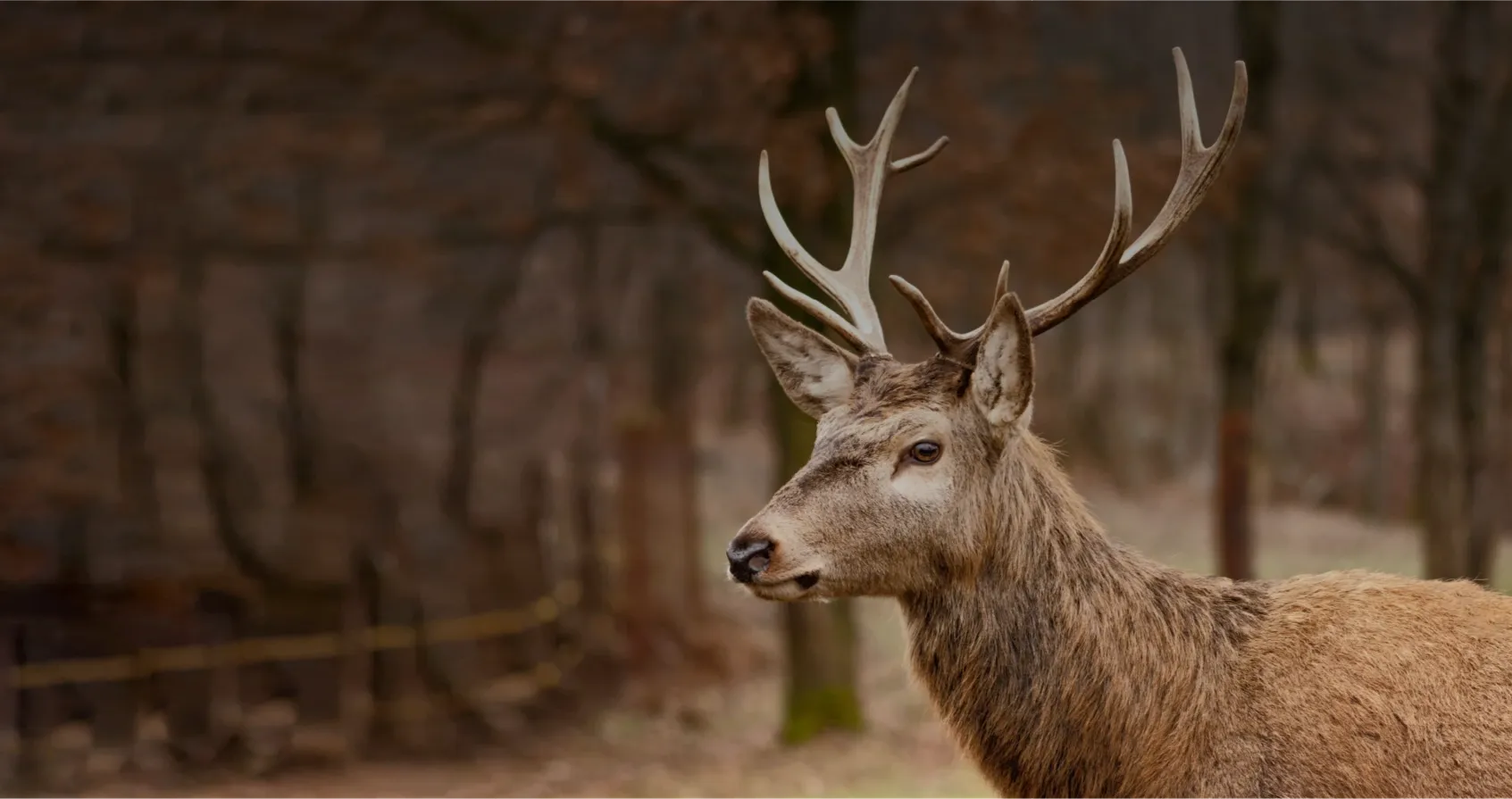Martinez Deer Astas de Ciervo